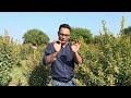 cultivation of perennial pigeon pea. arhar cultivation. bahuvarshik tour