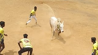 கூத்தாண்டம் ராஜேந்திரன் காளை VS பனங்குடி வீரர்கள்