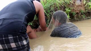 Young Couple Catch Frog and crabs By Using Fish Nets Survival Skills - Life Adventure
