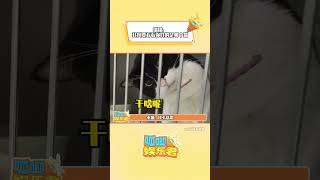 猫猫：我看你到底是在找哪个咪咪#猫咪 #可爱到爆炸?? #万万没想到#shorts