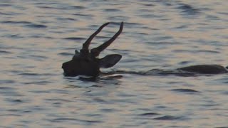 エゾシカが海を泳ぐ 北海道上ノ国町