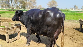 نگاح حسین بلوچ408گ ب| 2ٹاپ کلاس بھینسیں برائےفروخت25فروری Pure Nili Ravi Buffalo For Sale on Eitfaaq