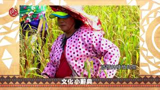 小米除草.疏株大不同 農民從生長順序知年日 2018-01-03 Paiwan TITV 原視族語新聞