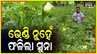 ଦେଶୀ ଭେଣ୍ଡି ଚାଷ କରି ପାଇଲେ ସଫଳତା..ମାସକୁ ରୋଜଗାର ୫୦ ହଜାର..