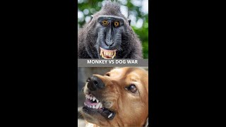 monkey vs dog #shorts#war#monkey#dog#fight