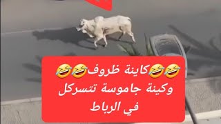 🤣عيش نهار تسمع خبار🤣الحلقة الأولى من مسلسل كاينة ظروف🤣 وكاينة جاموسة تتسركل في الرباط🤣