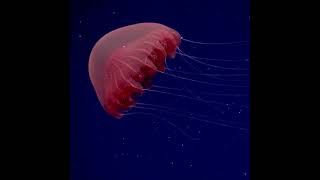 Meet a Poralia jellyfish !