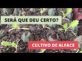 Cultivo de alface