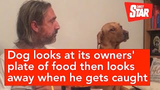 Dog looks at its owners' plate of food and looks away when he gets caught