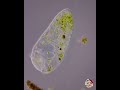 wonderful ciliates