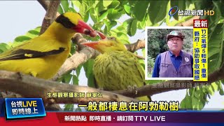 黃鸝鳥家族現身樹林! 餵雛鳥溫馨畫面流出