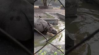 Rhinoceros / Ganda / Gondar #shots