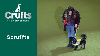 Scruffts Final | Crufts 2023
