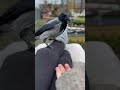 feeding my crow friend