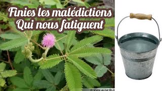 finies les malédictions qui nous empêchent d'être heureux// mimosa sensitive