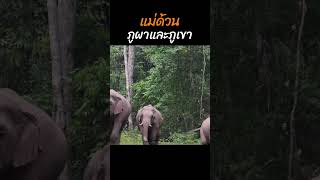 แม่ด้วน พลายภูผา และพลายภูเขา #ช้างป่า #ช้างเขาใหญ่ #elephant #ช้างไทย