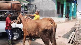 Enormous Charolais Bull Meeting With Big Defined Muscles Starts The Action With Within Zo zoom minut