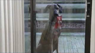 Doritos - Man's Best Friend Super Bowl Commercial 2012