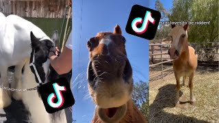 Cute/Funny Horse TikToks That Went Viral!