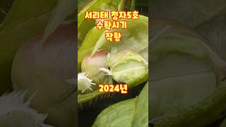 서리태 청자5호 검은콩 수확시기 언제쯤 상세한 영상은 아래 플레이 ▶️ #shorts