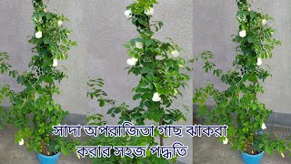 সাদা অপরাজিতা গাছ ঝাকরা করার সহজ পদ্ধতি