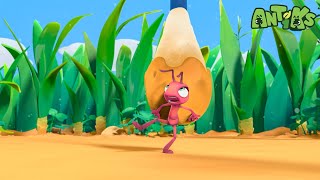 Cotton Buddies 👂 | ANTIKS | Moonbug Kids - Funny Cartoons and Animation