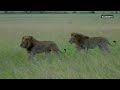 The cost of love: Epic lion battle in the Masai Mara