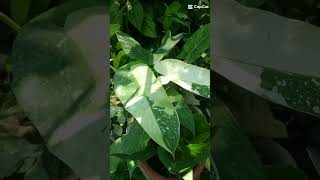 Philodendron Jose Buono | Pangijon | Tropical Plants