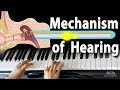 Mechanism of Hearing, Animation