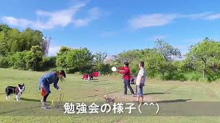 ディスク練習会