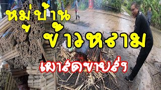 ข้าวหลามเผาสดๆ ในหมู่บ้านหนองหญ้าปล้อง จ.ศรีสะเกษ เผาขายส่งน่ารวย EP:172