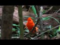 guianan cock of the rock