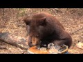 Incredible Chocolate Phase Black Bear Hunt In Northern Saskatchewan Part 1 - Lucky Number Seven