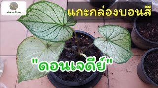 บอนสี caladium:  แกะกล่องบอนสี