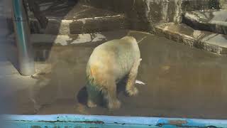 バフィンさんへ大きなお魚プレゼント ご長寿イベント 浜松市動物園 ホッキョクグマ シロクマ バフィン