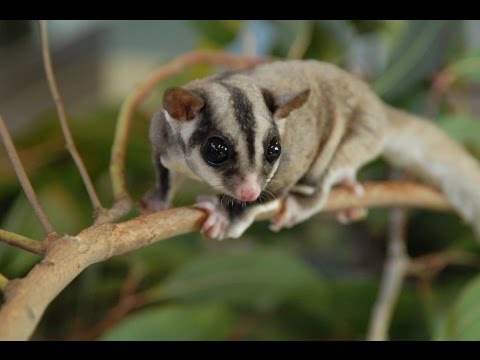 Top 10 - Exotic animals you can own as pets Top 10 - Exotic animals you can own as pets