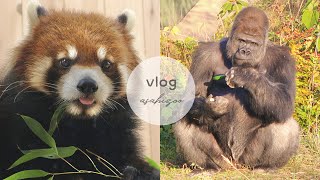 vlog I 東山動物園.イケメンゴリラシャバーニ君.ケイジ君🦍🐒