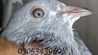 Pure saleti kamagar jora || Kasni kamagar kabootar || 03053439608 || Resulted and pure breeder pair