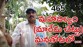 Mahabilwam (10 leaves maredu) in our garden||hari babu ||natural farming