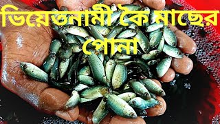 ভিয়েতনাম কই মাছের পোনা |কৈ মাছ চাষ পদ্ধতি |Vietnam koi fish farming |মোবাইল:01734494983