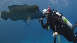 Pro Dive Cairns liveaboard (Advanced Open Water and coral spawning attempt)