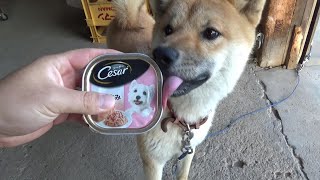 ウェットフードを戸惑いながら完食する柴犬