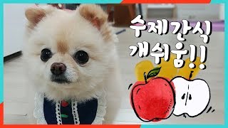 10분만에 뚝딱! 🍎사과로 초간단 수제간식 만들기!! 똥손도 쉽게 할수있는 사과말랭이 / 포메라니안 곰돌이컷