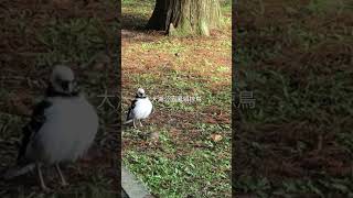 大湖公園 黑領椋鳥 尬聲搶食