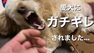 愛犬の心配したら　本気噛みされました… #ダップー #ミックス犬 #かわいい犬 #噛まれた