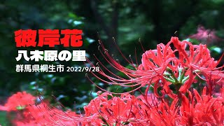 【彼岸花】八木原の里の彼岸花を2022年9月28日撮影　群馬県桐生市