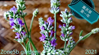 从种子种的薰衣草开花了（薰衣草第一年）Planting Lavender (MUNSTEAD STRAIN LAVENDER): from seed to bloom (first year)