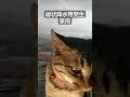 肩乗り猫リクちゃん　線状降水帯発生　激しい豪　♯shorts　♯ネコおもしろ　♯ネコかわいい　♯猫かわいい　♯ネコ　♯猫　♯cat cute 　♯cat 　♯線状降水帯　♯豪雨　♯雷雨　♯ゲリラ豪雨