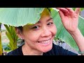 How To Peels Off Banana Trunk / Just For Laughs របៀបបកសំបកចេកសម្រាប់ធ្វើម្ហូប | ហើយគ្រាន់តែសើចសប្បាយ