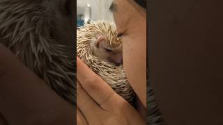 Prickles the Hedgehog kissing her human! #hedgehog #tinyfeet #snout #ハリネズミ#고슴도치 #paws